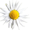 NorthernHerbs