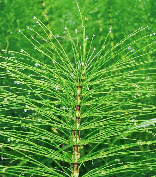 Horsetail Tincture NorthernHerbs