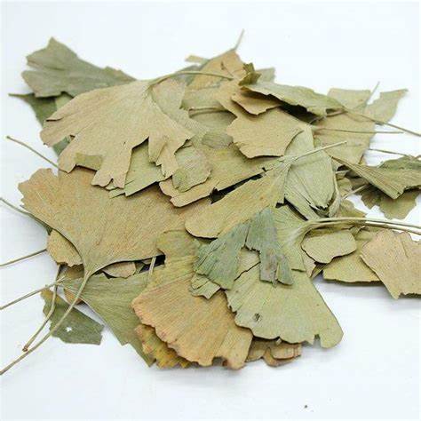 Ginkgo Biloba