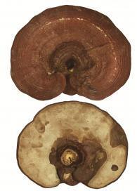 Reishi Mushroom Decocted Tincture (Ling zhi)