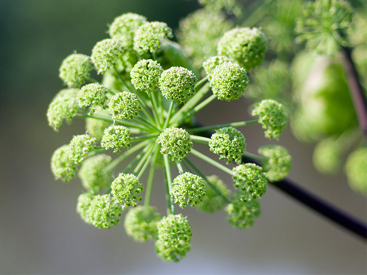 Angelica Tincture (organic)