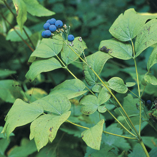 Blue Cohosh Root Tincture