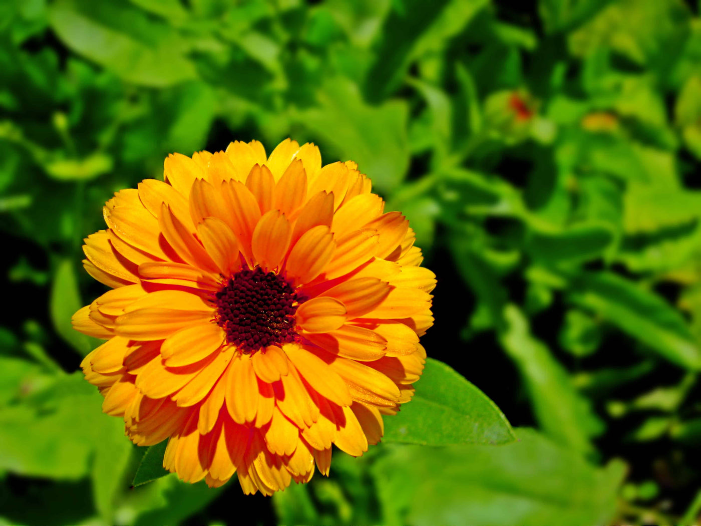 Calendula Tincture