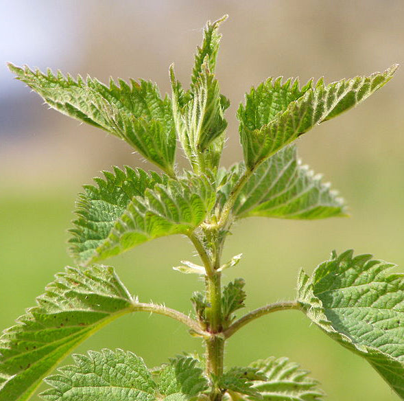 Nettle Leaf Tincture (organic)