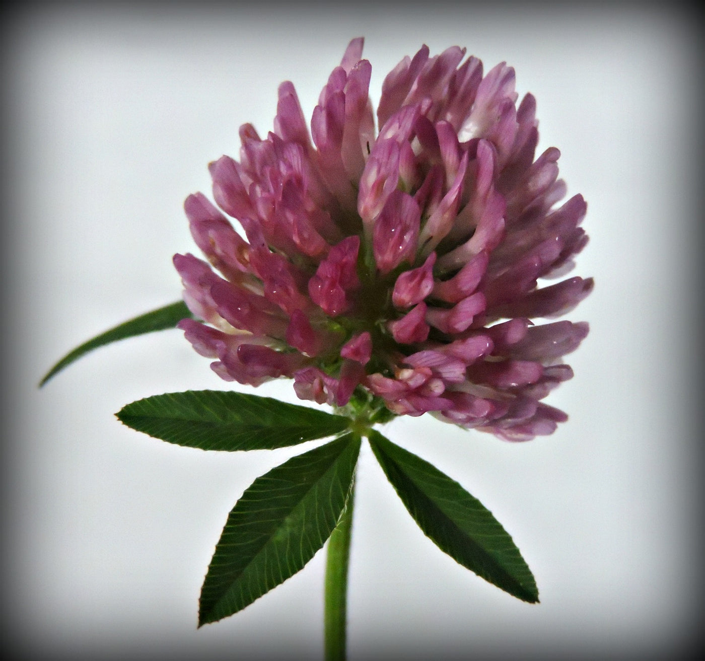 Red Clover Tincture (organic)