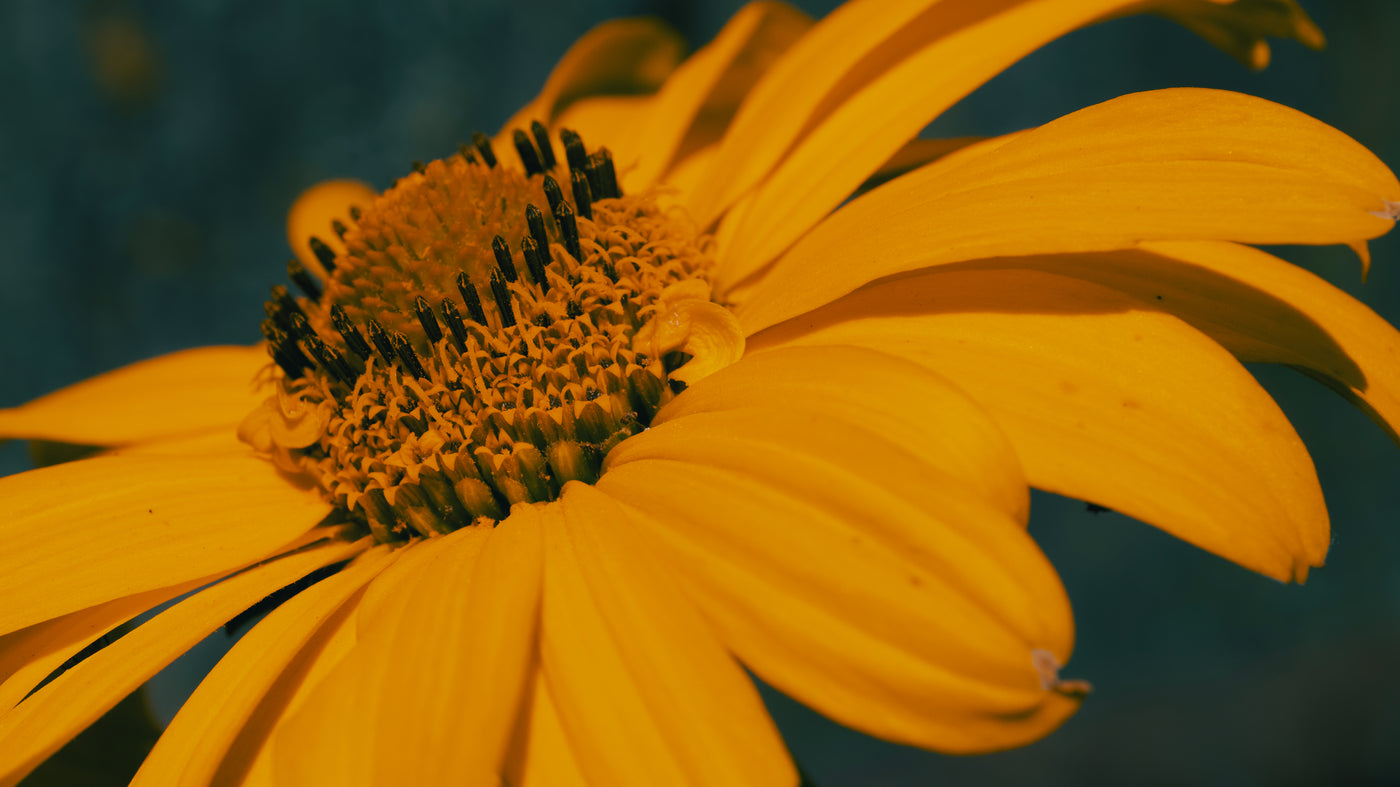 Arnica Cream