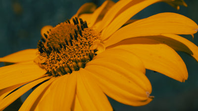 Arnica Cream