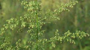 Sweet Wormwood Tincture (fresh, organic)