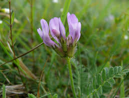 Astragalus Root Tincture