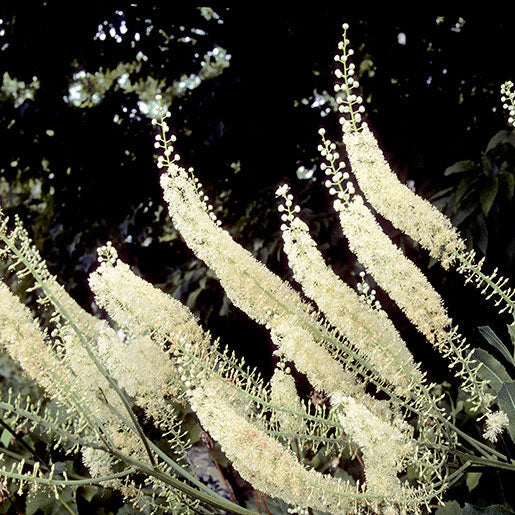 Black Cohosh Tincture