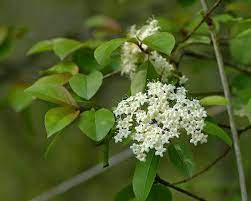 Black Haw Tincture