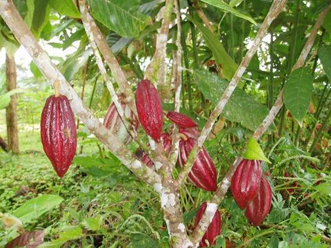 Cacao Bean Tincture (organic)