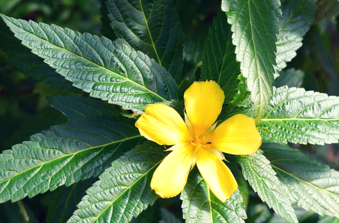 Damiana Tincture (Organic)