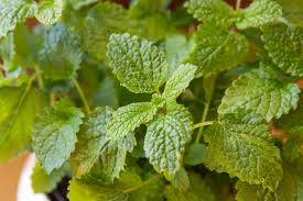 Lemon Balm Leaf Fresh Tincture