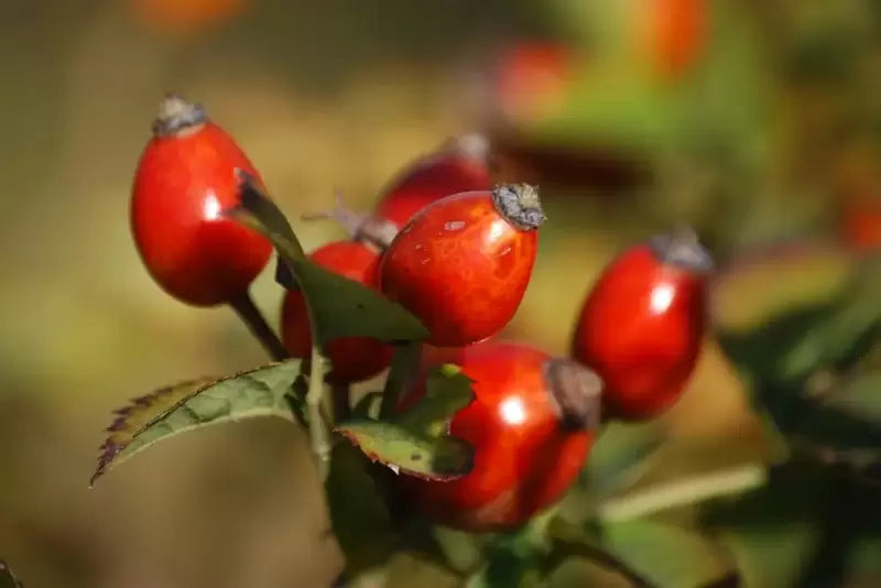 Rose Hip Tincture (organic)