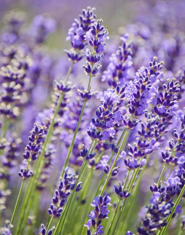 Lavender Flower Distilled Tincture