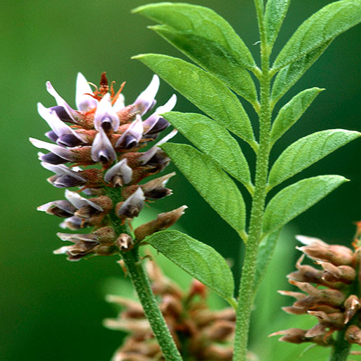 Licorice Root Tincture (organic)