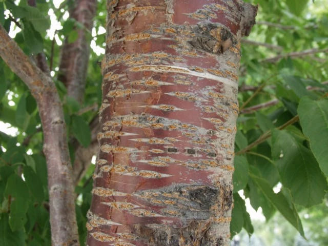Wild Cherry Bark Syrup