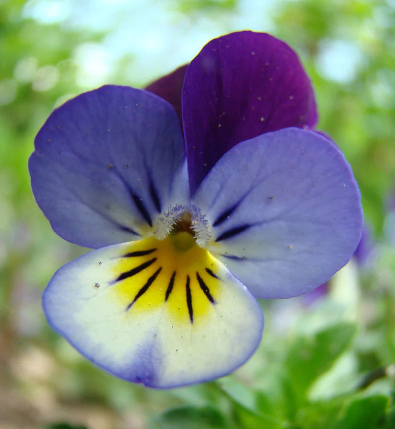 Heartsease Tincture