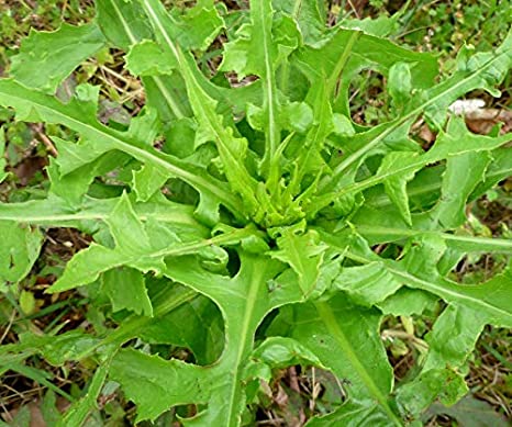 Wild Lettuce Leaf Tincture